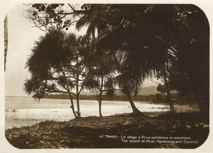 Framed Print : Tahiti - Beach at Arue with Pandanus and Coconut Trees Framed Print : Tahiti - Beach at Arue with Pandanus and Coconut Trees