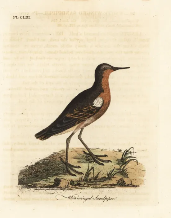 Framed Print : Tahitian sandpiper, Prosobonia leucoptera. Extinct Framed Print : Tahitian sandpiper, Prosobonia leucoptera. Extinct