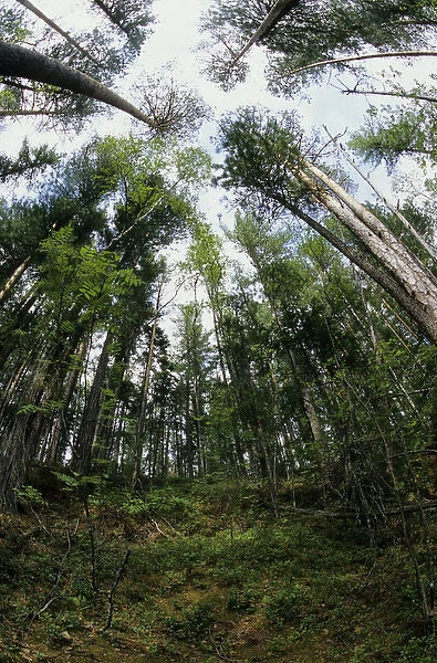 Taiga-forest canopy, mostly of pine trees