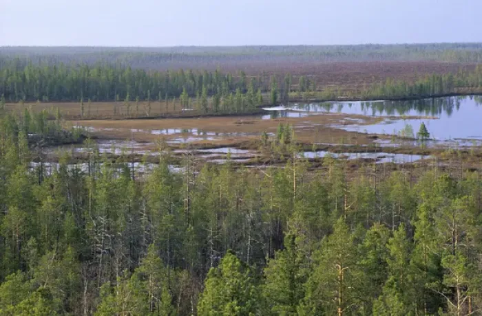 Framed Print : Taiga-forest and marshes near river Taz Framed Print : Taiga-forest and marshes near river Taz