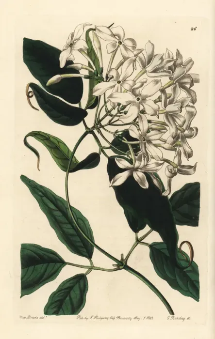 Framed Print : Tail-leaved jasmine, Jasminum caudatum Framed Print : Tail-leaved jasmine, Jasminum caudatum
