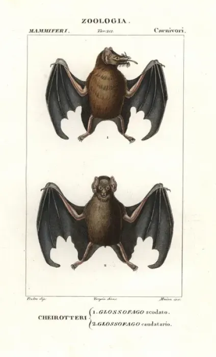 Framed Print : Tailed tailless bat, Anoura caudifer, and lesser Framed Print : Tailed tailless bat, Anoura caudifer, and lesser