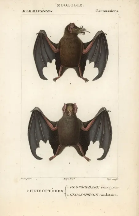 Framed Print : Tailed tailless bat, Anoura caudifer, and lesser Framed Print : Tailed tailless bat, Anoura caudifer, and lesser