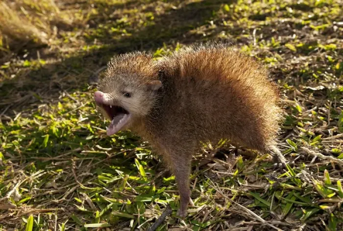 Framed Print : Tailless tenrec Common tenrec Framed Print : Tailless tenrec Common tenrec