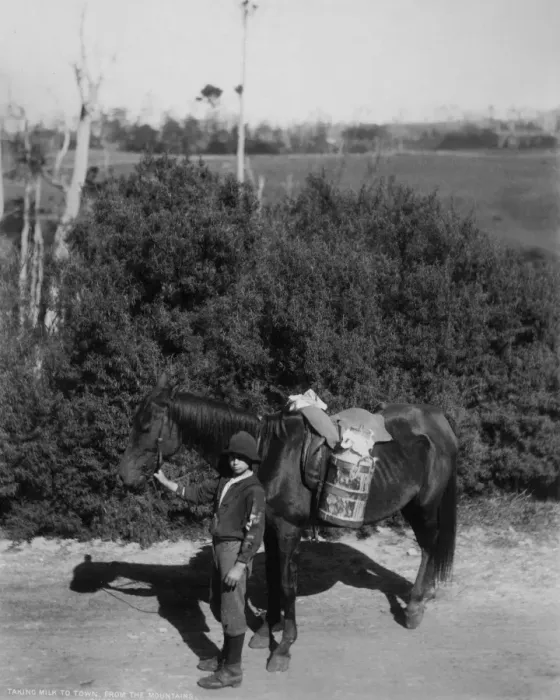 Framed Print : Taking milk to town, Shoalhaven, New South Wales, Australia Framed Print : Taking milk to town, Shoalhaven, New South Wales, Australia