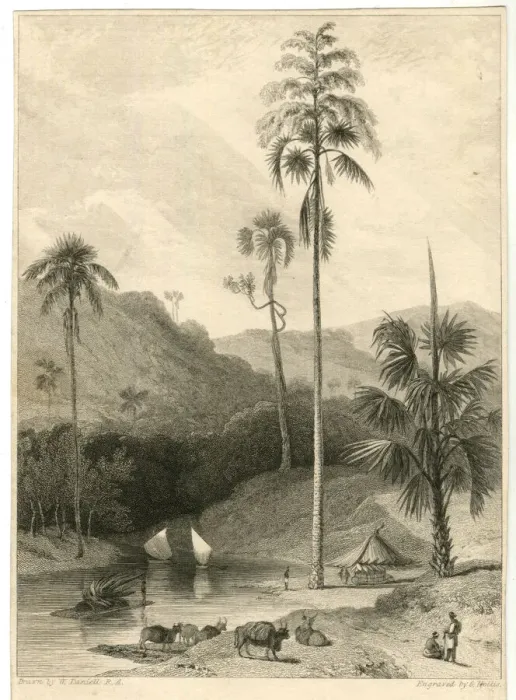 Framed Print : The Talipat Tree, India Framed Print : The Talipat Tree, India