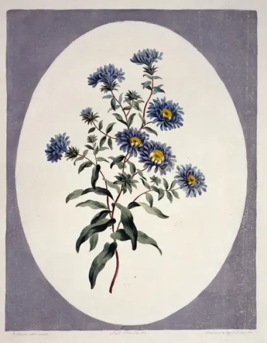 Framed Print : Tall blue astor Framed Print : Tall blue astor