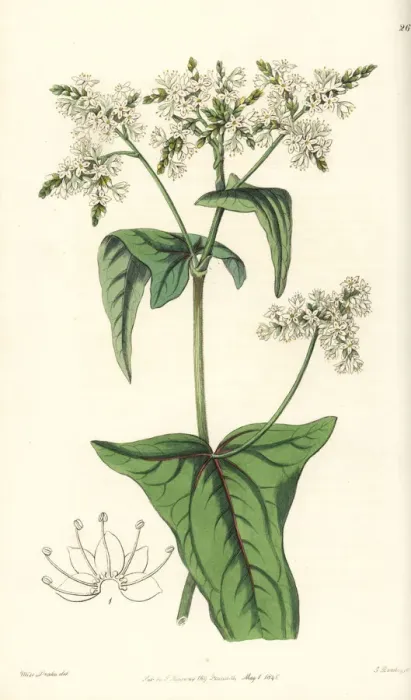 Framed Print : Tall buckwheat, Fagopyrum acutatum Framed Print : Tall buckwheat, Fagopyrum acutatum
