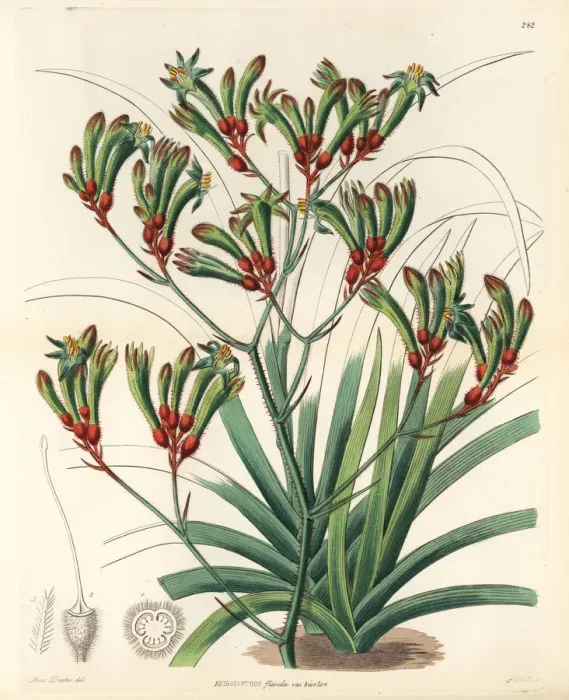 Framed Print : Tall kangaroo paw, Anigozanthos flavidus Framed Print : Tall kangaroo paw, Anigozanthos flavidus