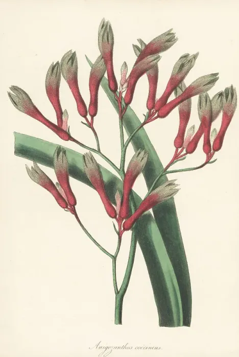 Framed Print : Tall kangaroo paw, Anigozanthos flavidus Framed Print : Tall kangaroo paw, Anigozanthos flavidus