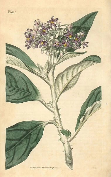 Tall nightshade, Solanum giganteum