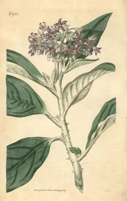 Framed Print : Tall nightshade, Solanum giganteum Framed Print : Tall nightshade, Solanum giganteum