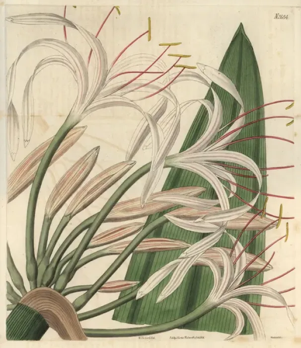 Framed Print : Tall rangoon crinum, Crinum procerum, white Framed Print : Tall rangoon crinum, Crinum procerum, white