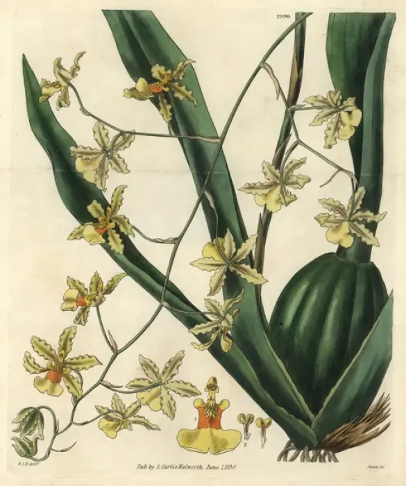 Framed Print : Tall-stemmed oncidium orchid, Oncidium altissimum Framed Print : Tall-stemmed oncidium orchid, Oncidium altissimum