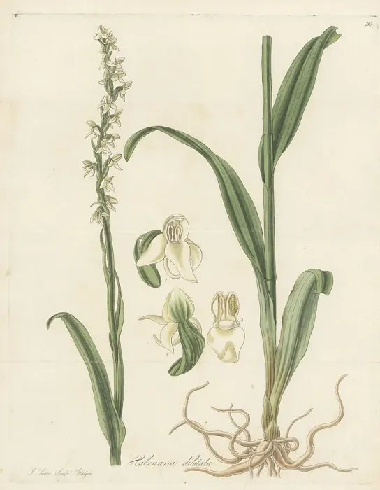 Framed Print : Tall white bog orchid, Platanthera dilatata Framed Print : Tall white bog orchid, Platanthera dilatata