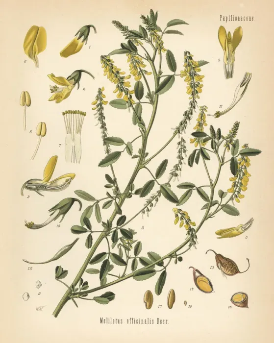 Framed Print : Tall yellow sweetclover or tall melilot, Melilotus Framed Print : Tall yellow sweetclover or tall melilot, Melilotus