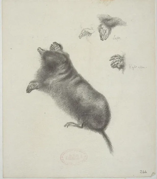 Framed Print : Talpa europaea, European mole Framed Print : Talpa europaea, European mole