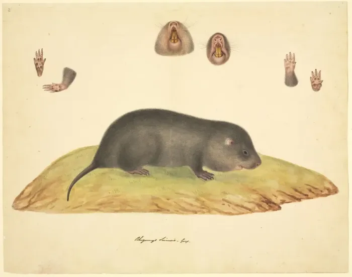 Framed Print : Talpa sp. mole Framed Print : Talpa sp. mole