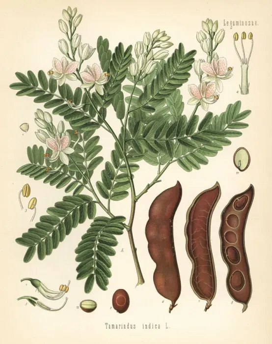 Framed Print : Tamarind, Tamarindus indica Framed Print : Tamarind, Tamarindus indica