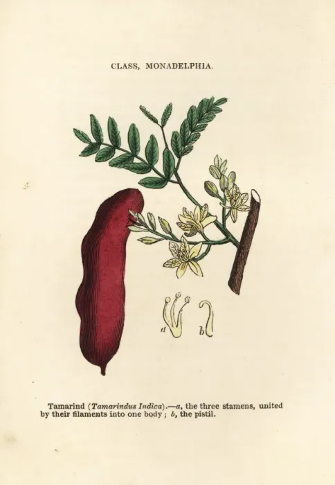 Framed Print : Tamarind, Tamarindus indicus Framed Print : Tamarind, Tamarindus indicus