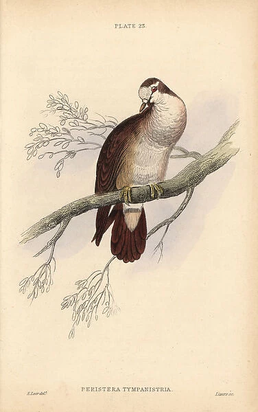 Tambourine dove, Turtur tympanistria, native to Africa