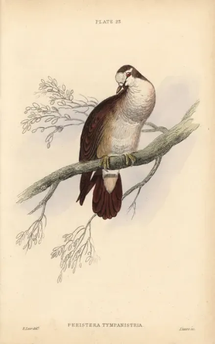 Framed Print : Tambourine dove, Turtur tympanistria, native to Africa Framed Print : Tambourine dove, Turtur tympanistria, native to Africa