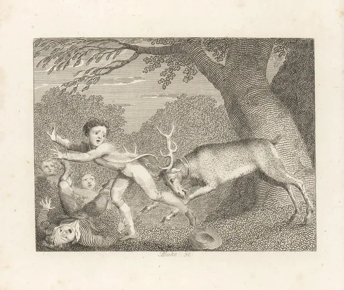 Framed Print : The Tame Stag Framed Print : The Tame Stag