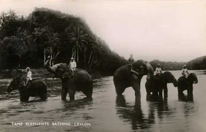 Framed Print : Tame working elephants bathing - Sri Lanka Framed Print : Tame working elephants bathing - Sri Lanka
