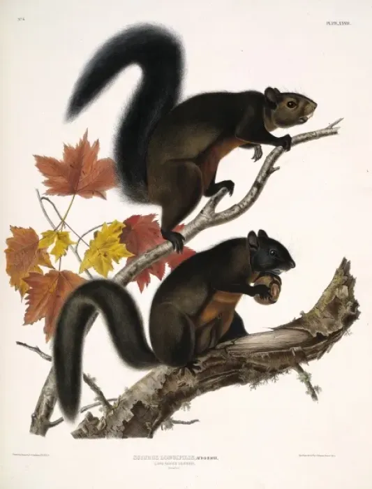 Framed Print : Tamiasciurus douglasii, Douglas squirrel Framed Print : Tamiasciurus douglasii, Douglas squirrel