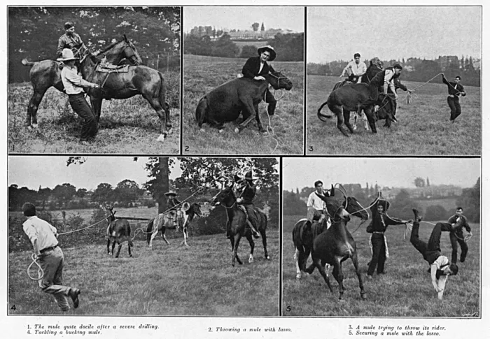 Framed Print : Taming Vicious War Mules, WW1 Framed Print : Taming Vicious War Mules, WW1