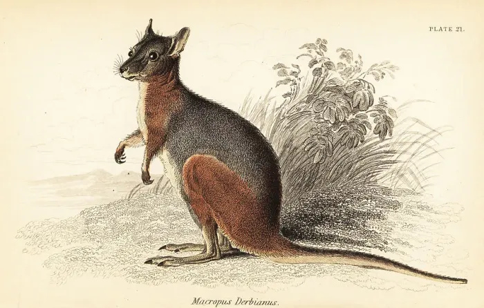 Framed Print : Tammar wallaby, Macropus eugenii