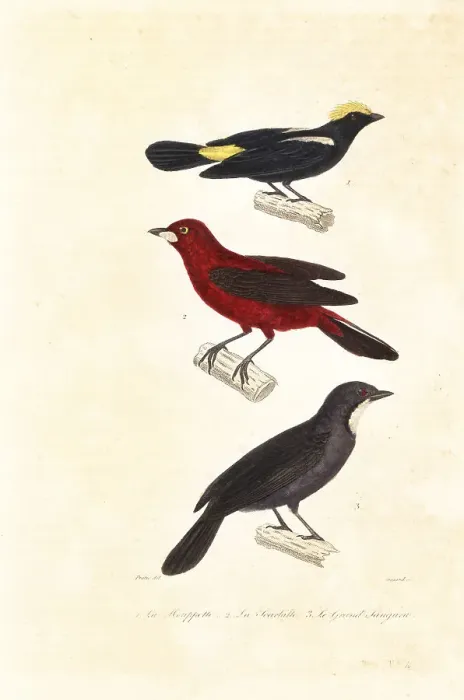 Framed Print : Tanagers and saltator Framed Print : Tanagers and saltator