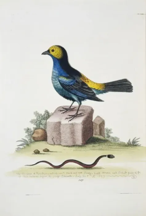 Framed Print : Tangara chilensis, paradise tanager and snake Framed Print : Tangara chilensis, paradise tanager and snake