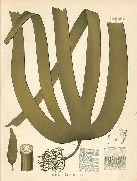 Tangle or cuvie kelp, Laminaria hyperborea