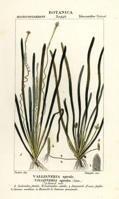Framed Print : Tape grass or eel grass, Vallisneria spiralis Framed Print : Tape grass or eel grass, Vallisneria spiralis