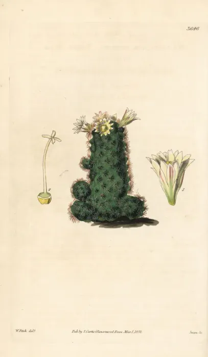 Framed Print : Taper mammillaria cactus, Mammillaria tenuis Framed Print : Taper mammillaria cactus, Mammillaria tenuis