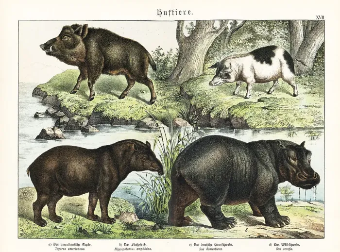 Framed Print : Tapir, hippo, pig and boar Framed Print : Tapir, hippo, pig and boar