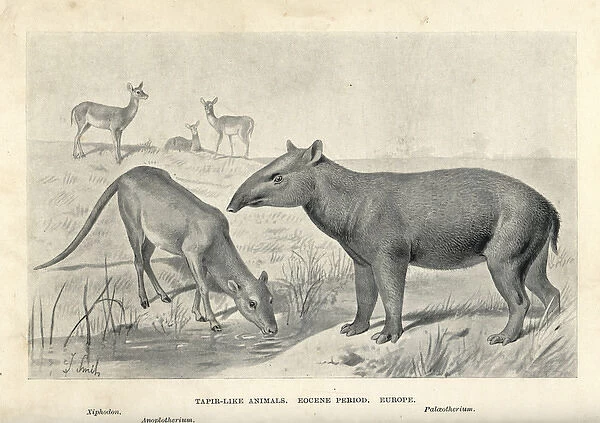 Tapir-like animals of the Eocene