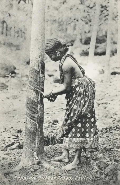 Framed Print : Tapping a rubber tree - Ceylon Framed Print : Tapping a rubber tree - Ceylon