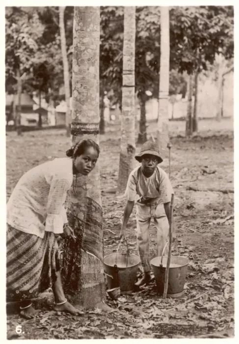 Framed Print : Tapping Rubber Trees Framed Print : Tapping Rubber Trees