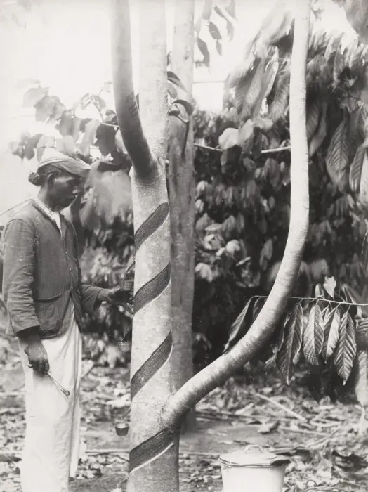 Framed Print : Tapping a tree for rubber ? likely Ceylon, Sri Lanka Framed Print : Tapping a tree for rubber ? likely Ceylon, Sri Lanka