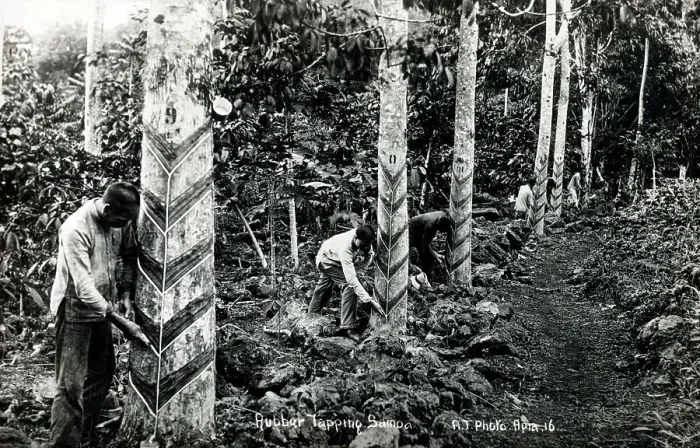 Framed Print : Tapping trees for rubber in Samoa Framed Print : Tapping trees for rubber in Samoa