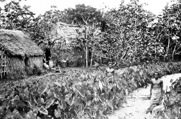 Framed Print : Tara and breadfruit plantation, Fiji, Victorian period Framed Print : Tara and breadfruit plantation, Fiji, Victorian period