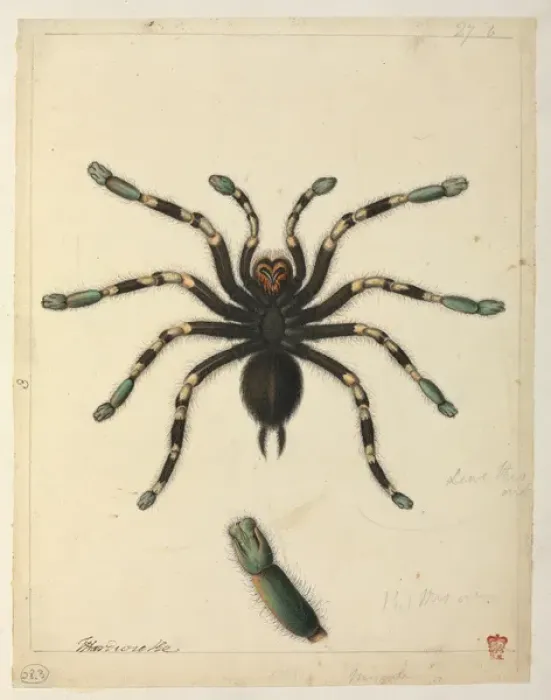 Framed Print : Tarantula. Watercolour by J Hayes from the Thomas Hardwicke Collection, c.1820 Date Framed Print : Tarantula. Watercolour by J Hayes from the Thomas Hardwicke Collection, c.1820 Date