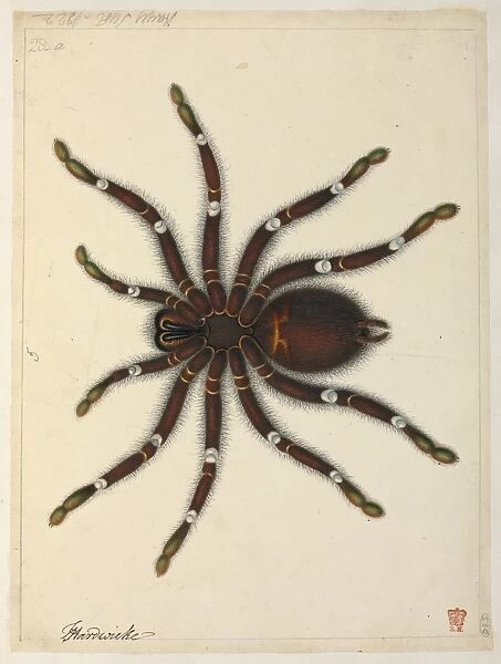 Tarantula. Watercolour by J Hayes from the Thomas Hardwicke Collection, c.1820 Date