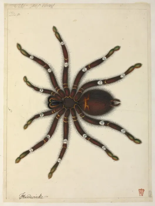 Framed Print : Tarantula. Watercolour by J Hayes from the Thomas Hardwicke Collection, c.1820 Date