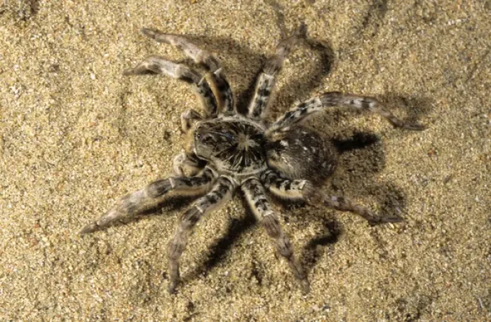 Framed Print : Tarantula - living in woods in river Tes-Hem valley Framed Print : Tarantula - living in woods in river Tes-Hem valley