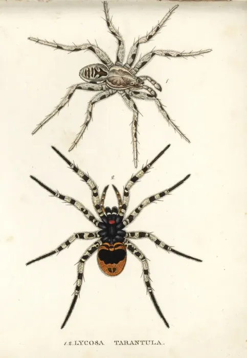 Framed Print : Tarantula wolf spider, Lycosa tarantula Framed Print : Tarantula wolf spider, Lycosa tarantula