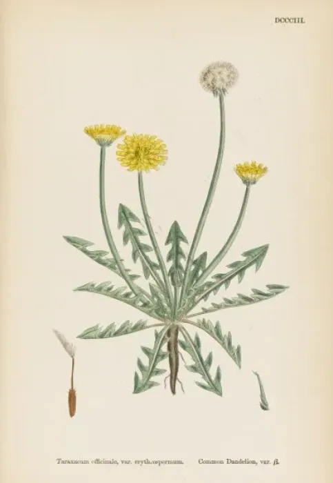 Framed Print : Taraxacum Officinale Framed Print : Taraxacum Officinale