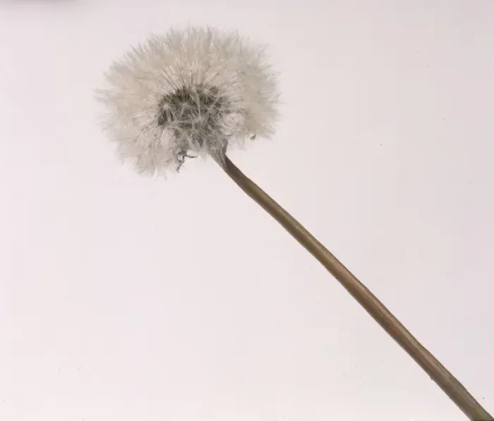 Framed Print : Taraxacum officinale, dandelion Framed Print : Taraxacum officinale, dandelion